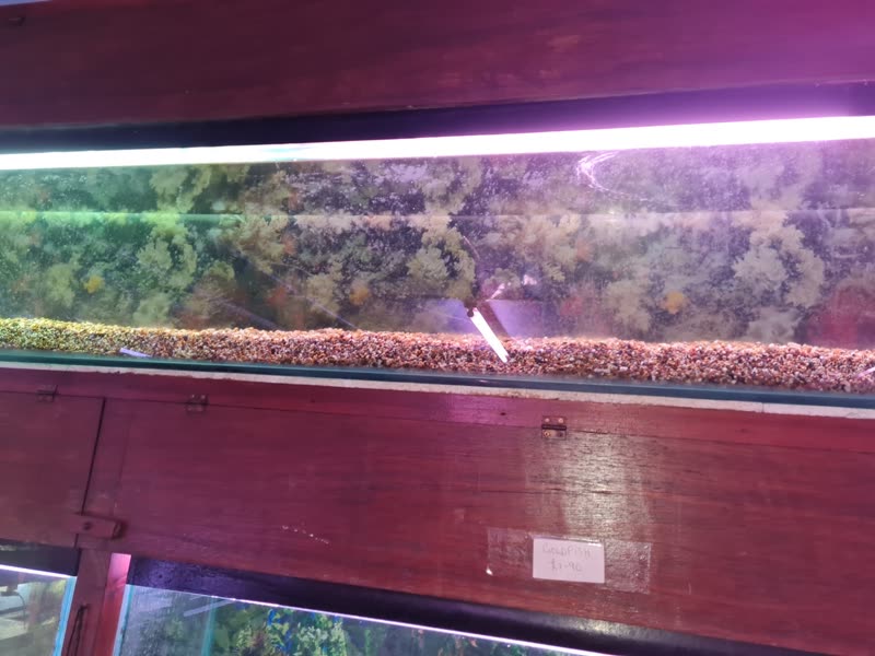 A long shop fish tank on its wooden stand under a bright strip light
