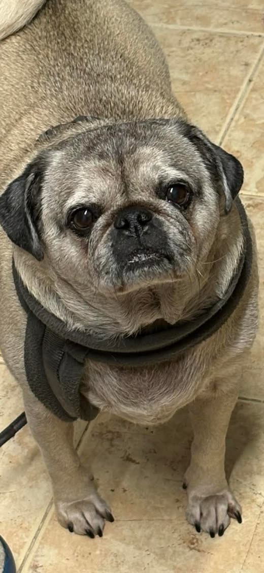 A pug in a harness standing on a kitchen floor looking up